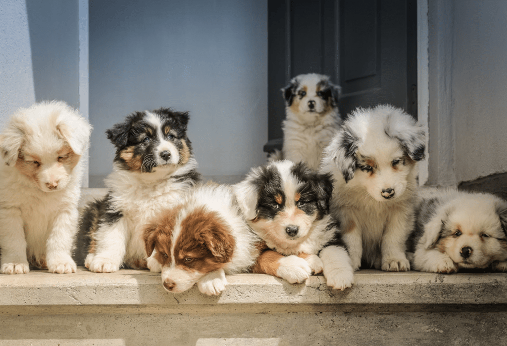 photo of puppies showing unique coloration