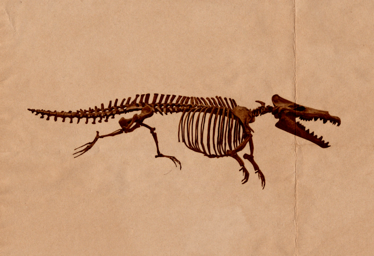fossil of maiacetus