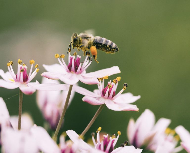 Honey bee - photo by Aaron Burden