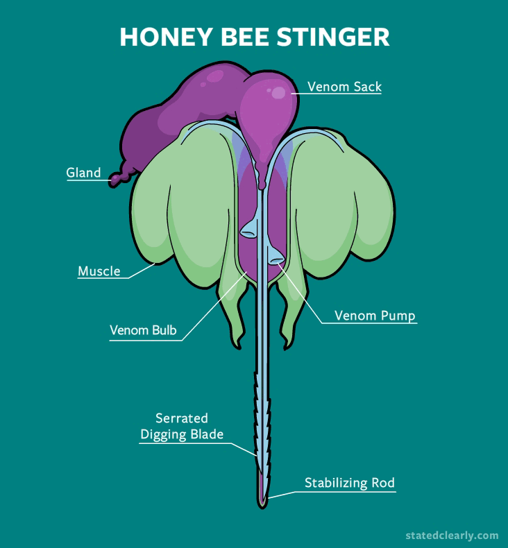 animation of a bee stinger