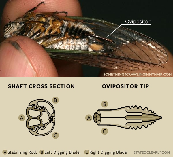 photo of cicada ovipositor