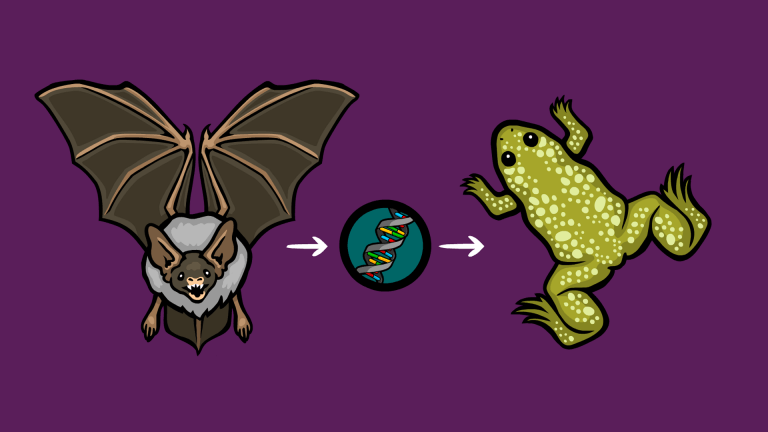 Video Thumb - What Is Horizontal Gene Transfer?