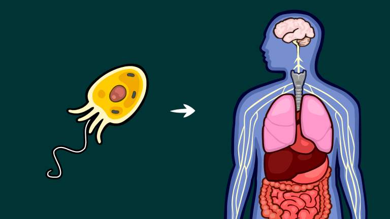 video thumb - What Caused Life's Major Evolutionary Transitions