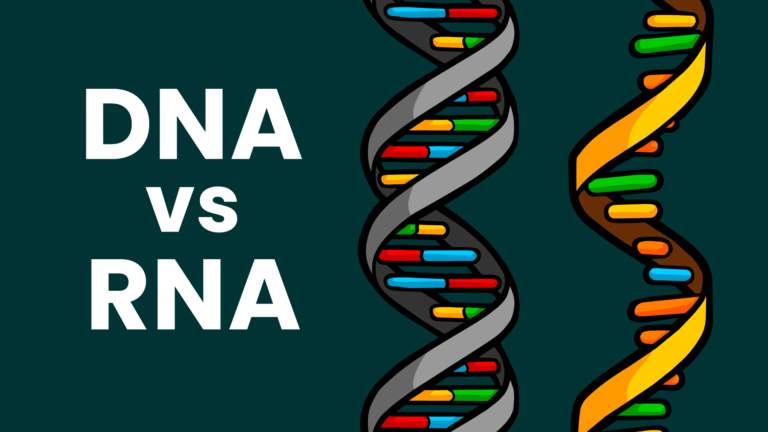 DNA vs RNA