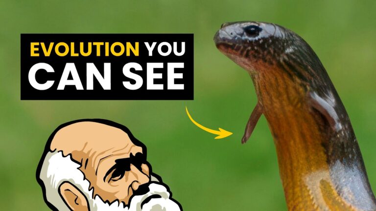 Darwin's Monster Saiphos equalis the three toed skink